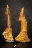 08298 - Great Collection of 2 Onchopristis numidus Cretaceous Sawfish Rostral Teeth Cretaceous