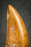 20110 - Great Serrated 2.42 Inch Carcharodontosaurus Dinosaur Tooth KemKem