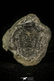 30372 - Top Rare 0.91 Inch Wujiajiania southerlandi Upper Cambrian Trilobite - Canada