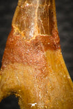 08298 - Great Collection of 2 Onchopristis numidus Cretaceous Sawfish Rostral Teeth Cretaceous