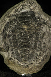 30372 - Top Rare 0.91 Inch Wujiajiania southerlandi Upper Cambrian Trilobite - Canada