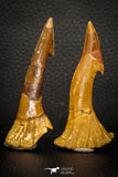 08298 - Great Collection of 2 Onchopristis numidus Cretaceous Sawfish Rostral Teeth Cretaceous