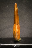 20110 - Great Serrated 2.42 Inch Carcharodontosaurus Dinosaur Tooth KemKem