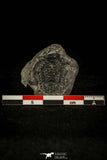 30372 - Top Rare 0.91 Inch Wujiajiania southerlandi Upper Cambrian Trilobite - Canada