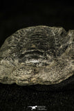 30372 - Top Rare 0.91 Inch Wujiajiania southerlandi Upper Cambrian Trilobite - Canada