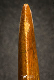 20110 - Great Serrated 2.42 Inch Carcharodontosaurus Dinosaur Tooth KemKem