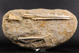 07225 - Top Halisaurus arambourgi (Mosasaur) Partial Left Hemi-Jaw in Matrix Cretaceous