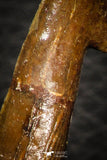 08298 - Great Collection of 2 Onchopristis numidus Cretaceous Sawfish Rostral Teeth Cretaceous