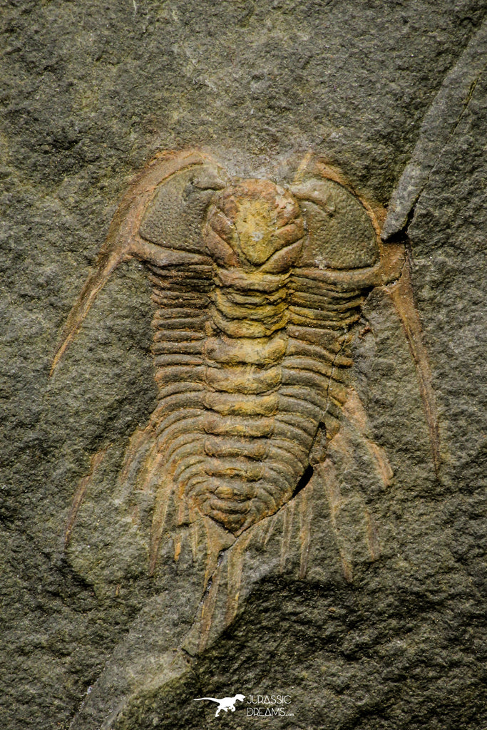 21187 - Amazing Lehua sp Lower Ordovician Trilobite Fezouata Fm