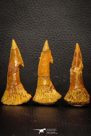 08299 - Great Collection of 3 Onchopristis numidus Cretaceous Sawfish Rostral Teeth Cretaceous