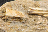 07225 - Top Halisaurus arambourgi (Mosasaur) Partial Left Hemi-Jaw in Matrix Cretaceous