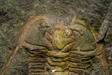 21187 - Amazing Lehua sp Lower Ordovician Trilobite Fezouata Fm