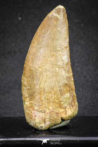 20111 - Great Serrated 2.50 Inch Carcharodontosaurus Dinosaur Tooth KemKem