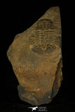 30373 - Top Rare Scarce 1.20 Inch Homalopteon murchisoni Ordovician Trilobite - Wales