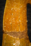08299 - Great Collection of 3 Onchopristis numidus Cretaceous Sawfish Rostral Teeth Cretaceous