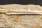 07225 - Top Halisaurus arambourgi (Mosasaur) Partial Left Hemi-Jaw in Matrix Cretaceous