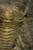 21187 - Amazing Lehua sp Lower Ordovician Trilobite Fezouata Fm