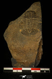 30373 - Top Rare Scarce 1.20 Inch Homalopteon murchisoni Ordovician Trilobite - Wales
