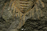 21187 - Amazing Lehua sp Lower Ordovician Trilobite Fezouata Fm