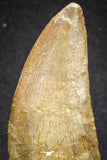 20111 - Great Serrated 2.50 Inch Carcharodontosaurus Dinosaur Tooth KemKem