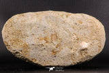 07225 - Top Halisaurus arambourgi (Mosasaur) Partial Left Hemi-Jaw in Matrix Cretaceous
