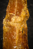 08299 - Great Collection of 3 Onchopristis numidus Cretaceous Sawfish Rostral Teeth Cretaceous