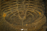 30373 - Top Rare Scarce 1.20 Inch Homalopteon murchisoni Ordovician Trilobite - Wales