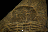 30373 - Top Rare Scarce 1.20 Inch Homalopteon murchisoni Ordovician Trilobite - Wales