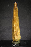 20111 - Great Serrated 2.50 Inch Carcharodontosaurus Dinosaur Tooth KemKem