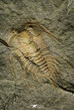 21187 - Amazing Lehua sp Lower Ordovician Trilobite Fezouata Fm