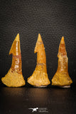 08299 - Great Collection of 3 Onchopristis numidus Cretaceous Sawfish Rostral Teeth Cretaceous