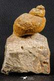 07226 - Stunning Huge 2.79 Inch Unidentified Gastropod Cretaceous