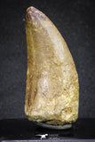 20111 - Great Serrated 2.50 Inch Carcharodontosaurus Dinosaur Tooth KemKem