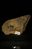 30373 - Top Rare Scarce 1.20 Inch Homalopteon murchisoni Ordovician Trilobite - Wales