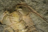 21187 - Amazing Lehua sp Lower Ordovician Trilobite Fezouata Fm