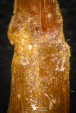 08299 - Great Collection of 3 Onchopristis numidus Cretaceous Sawfish Rostral Teeth Cretaceous