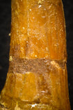 08299 - Great Collection of 3 Onchopristis numidus Cretaceous Sawfish Rostral Teeth Cretaceous