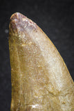 20111 - Great Serrated 2.50 Inch Carcharodontosaurus Dinosaur Tooth KemKem