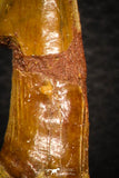 08299 - Great Collection of 3 Onchopristis numidus Cretaceous Sawfish Rostral Teeth Cretaceous