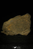 30374 - Top Rare Scarce Homalopteon murchisoni Ordovician Trilobite - Wales