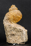 07226 - Stunning Huge 2.79 Inch Unidentified Gastropod Cretaceous