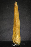 20111 - Great Serrated 2.50 Inch Carcharodontosaurus Dinosaur Tooth KemKem