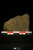 30374 - Top Rare Scarce Homalopteon murchisoni Ordovician Trilobite - Wales