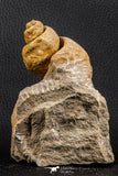 07226 - Stunning Huge 2.79 Inch Unidentified Gastropod Cretaceous
