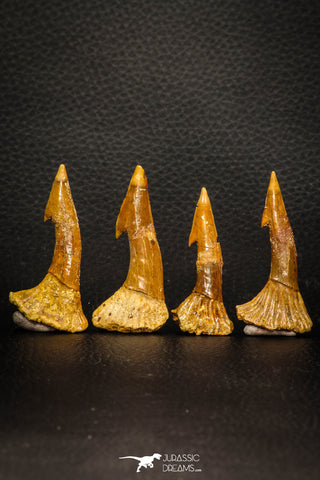 08300 - Great Collection of 4 Onchopristis numidus Cretaceous Sawfish Rostral Teeth Cretaceous
