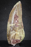 20112 - Great Serrated 2.70 Inch Carcharodontosaurus Dinosaur Tooth KemKem