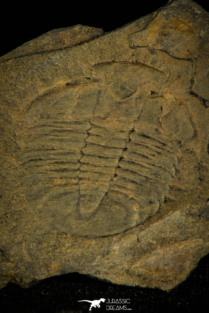 30374 - Top Rare Scarce Homalopteon murchisoni Ordovician Trilobite - Wales