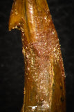 08300 - Great Collection of 4 Onchopristis numidus Cretaceous Sawfish Rostral Teeth Cretaceous