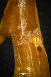 08300 - Great Collection of 4 Onchopristis numidus Cretaceous Sawfish Rostral Teeth Cretaceous
