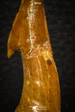 08300 - Great Collection of 4 Onchopristis numidus Cretaceous Sawfish Rostral Teeth Cretaceous